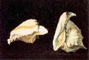 Napoletano, Filippo Two Shells USA oil painting reproduction